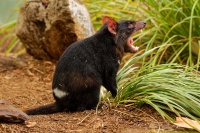 Dabel medvedovity - Sarcophilus harrisii - Tasmanian Devil 7606